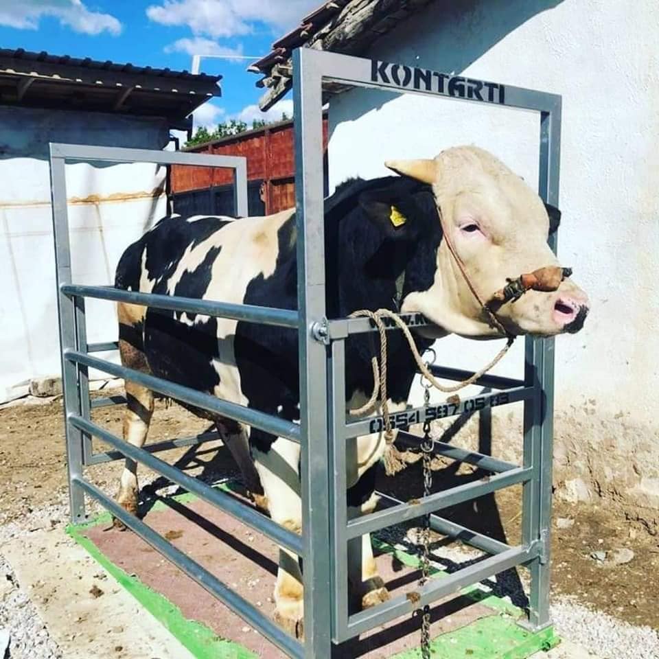 Canlı Hayvan Baskülleri: Hayvancılıkta Hassas Tartımın Adresi